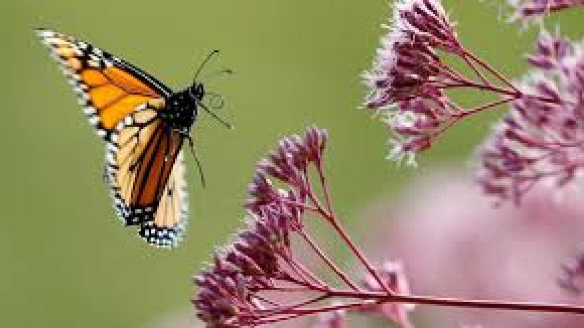 Researchers find new butterfly species