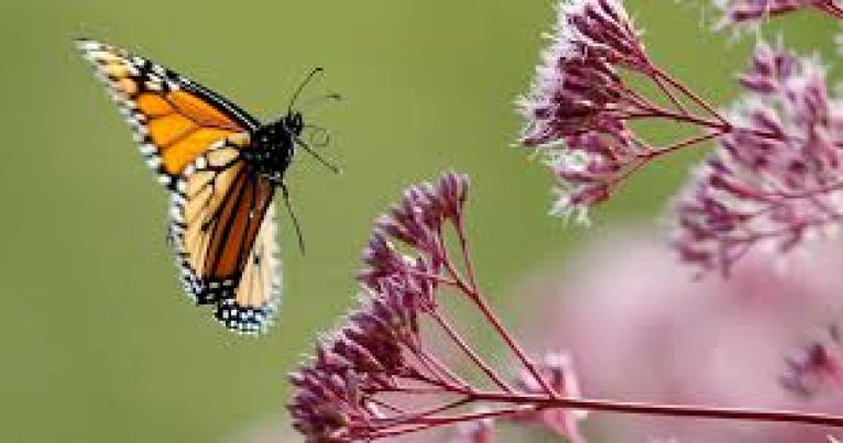 Researchers find new butterfly species