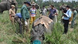 Rhinos translocated in Assam under Vision 2020 to increase population