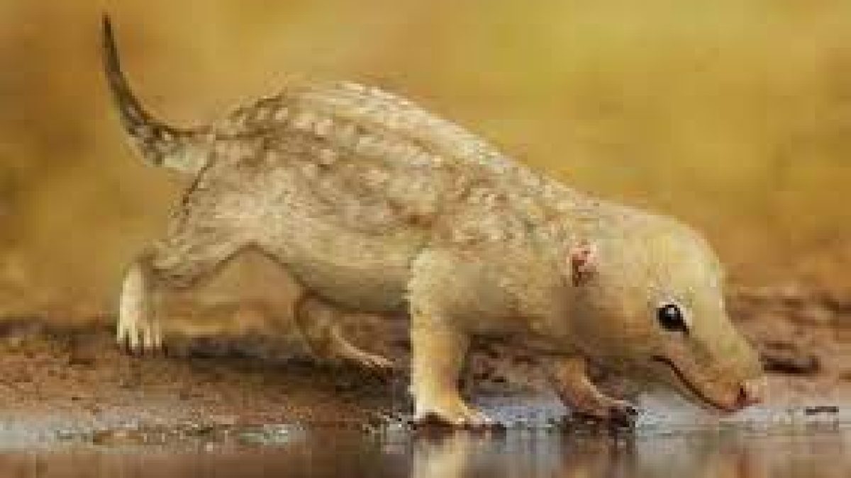 The story of 220 million year old rat like creatures via microfossils