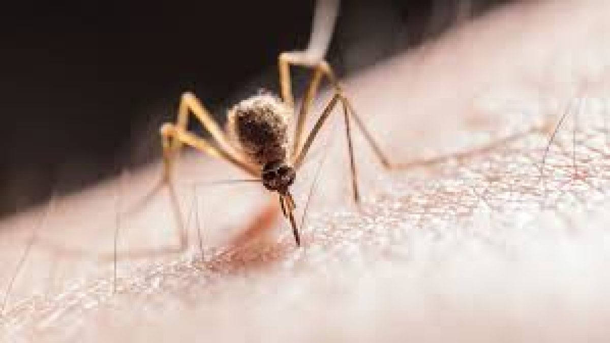 World Malaria Day 2021