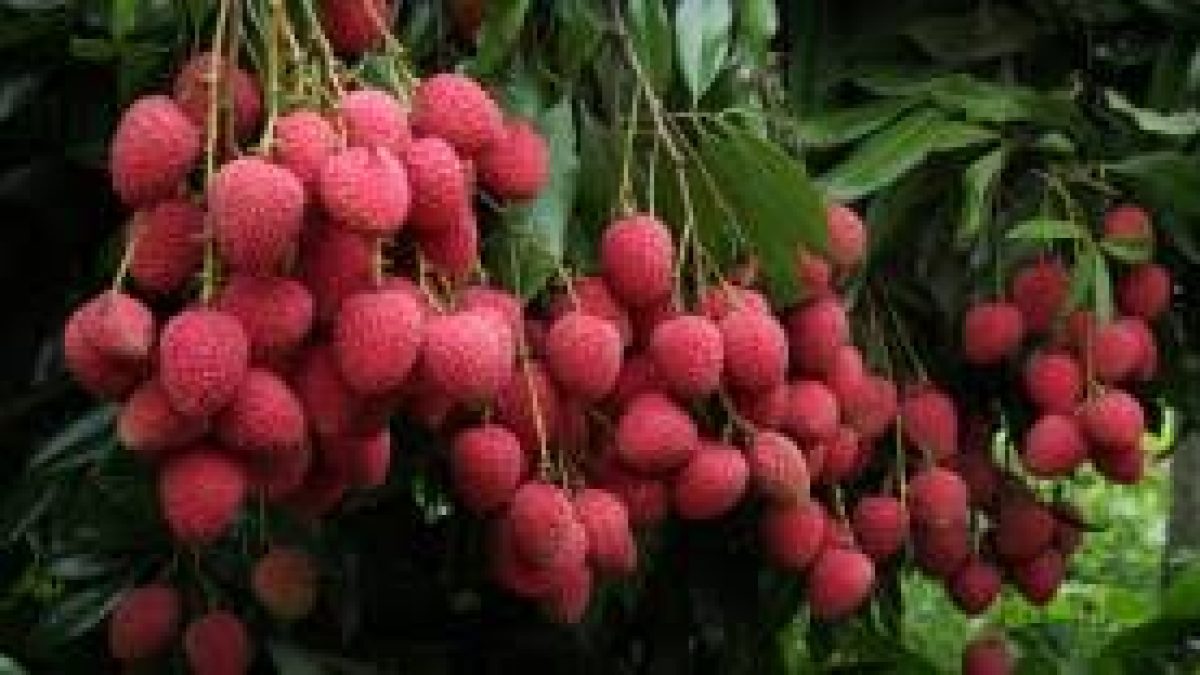 1st consignment of Shahi Litchi Exported from Bihar to UK