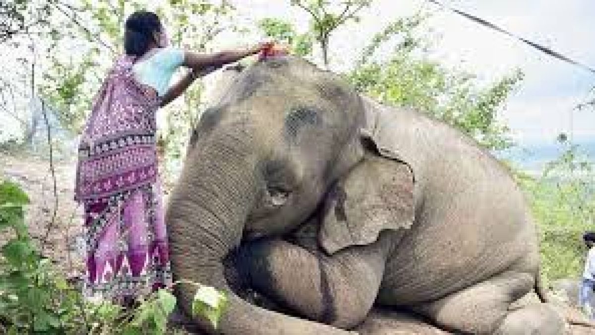 A single lightning flash kill 18 elephants