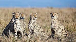 Cheetahs to be re-introduced in India after being declared extinct