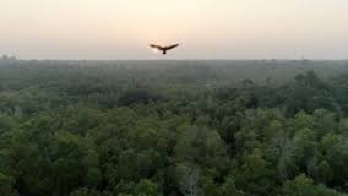 Documentary on Auroville’s afforestation project