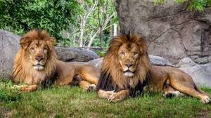 Eight Asiatic lions test positive for coronavirus in Hyderabad zoo
