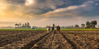 Government took Steps to ensure availability of fertilizers to farmers