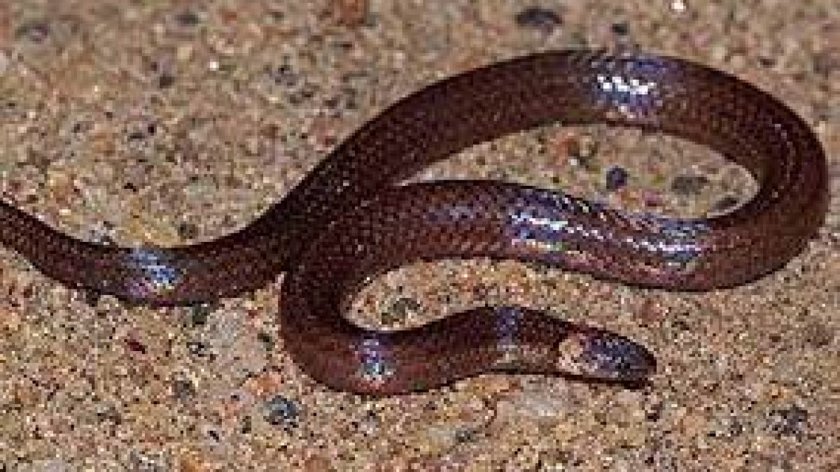 Herpetologist Deepak Veerappan has a snake named after him