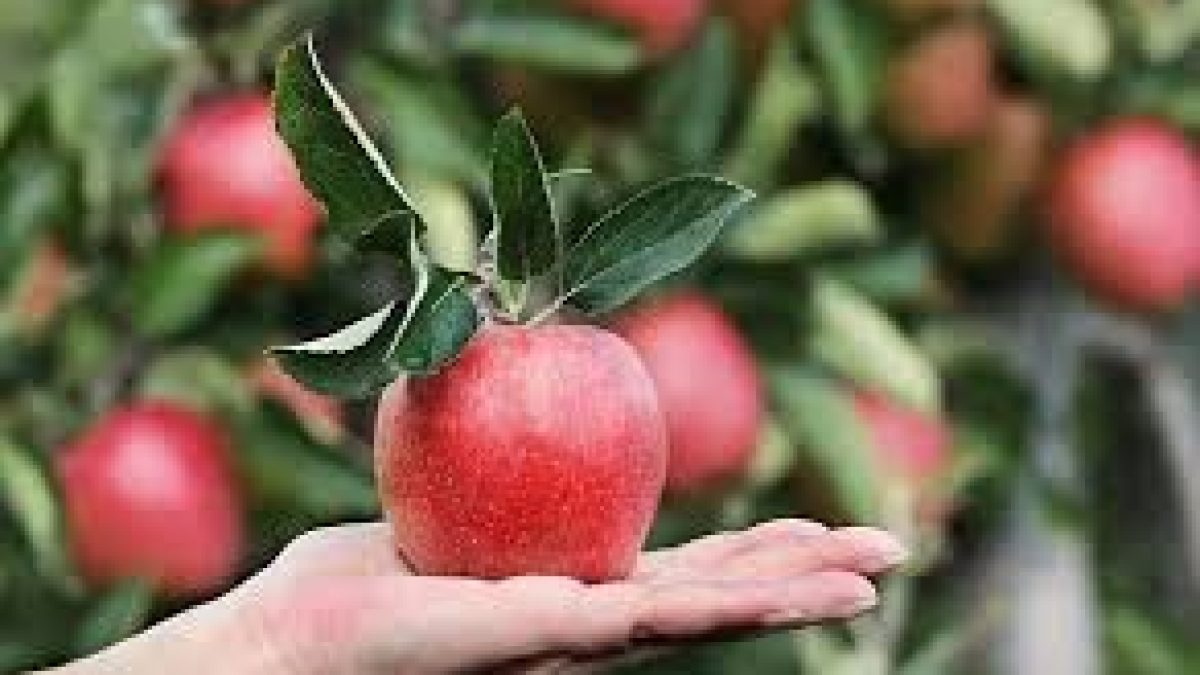 Himachal farmer developed Low-chilling apple variety