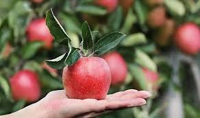 Himachal farmer developed Low-chilling apple variety