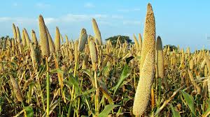 India began exports of organic millets grown in Himalayas to Denmark