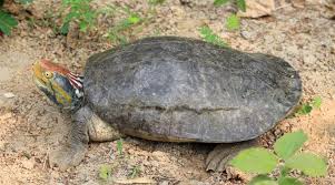 India is facing threats to its native Freshwater Turtles