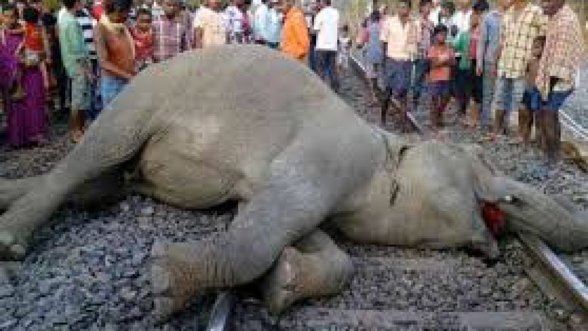 India loses 186 elephants to Railways in 10 years