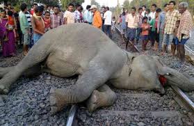 India loses 186 elephants to Railways in 10 years