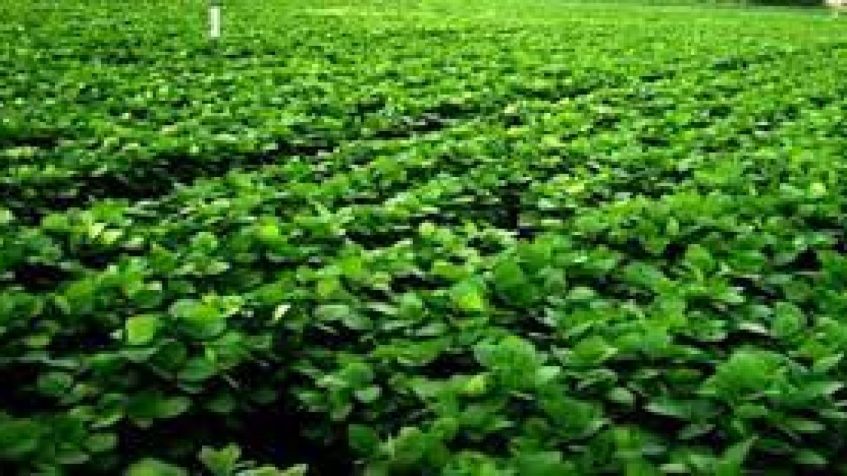 Indian Scientists develop a high-yielding and pest-resistant variety of soybean