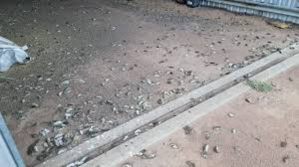 NSW Government funding $50 million to combat mouse plague