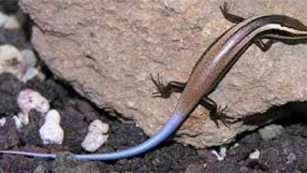 New species of skink found from Western Ghats