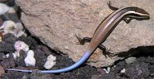 New species of skink found from Western Ghats