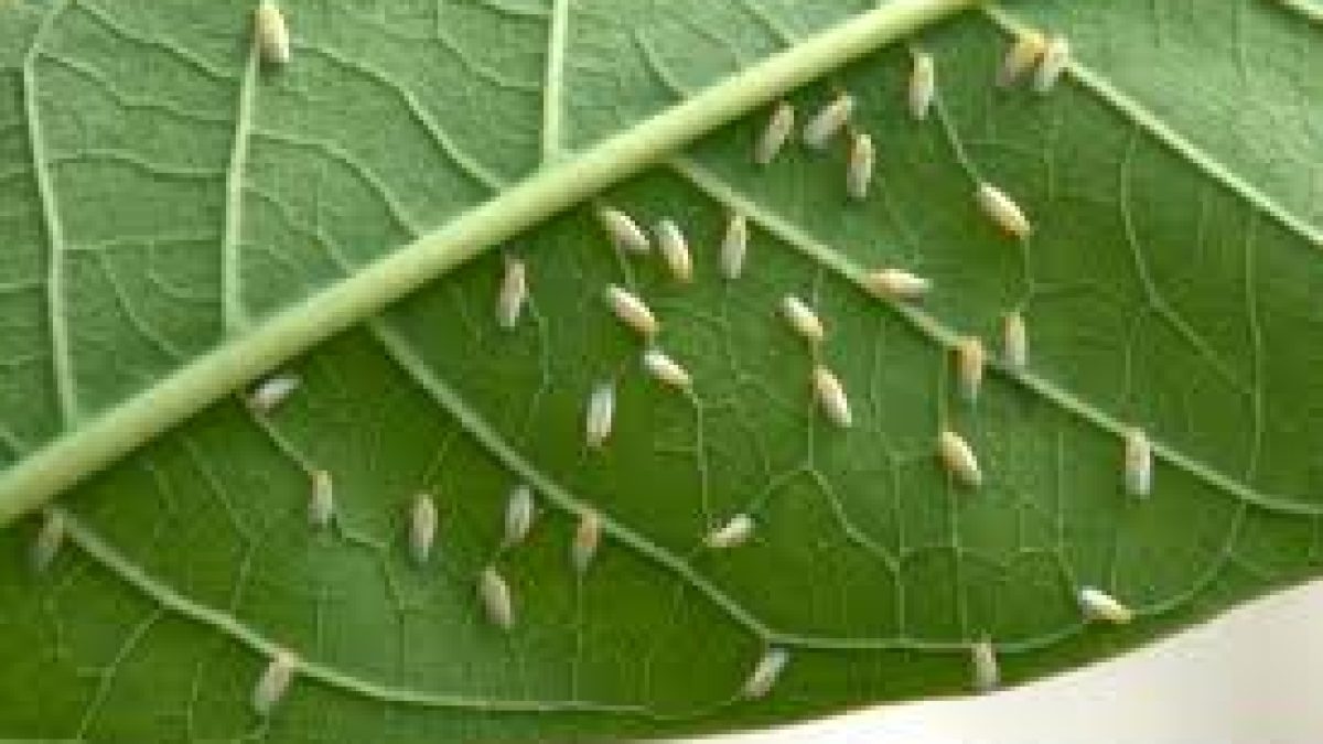 Whiteflies was increasing due to their polyphagous nature