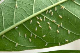 Whiteflies was increasing due to their polyphagous nature