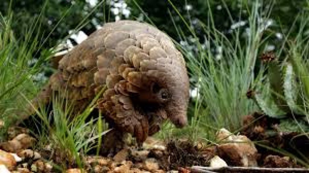 Wildlife forensics helps cause of pangolins