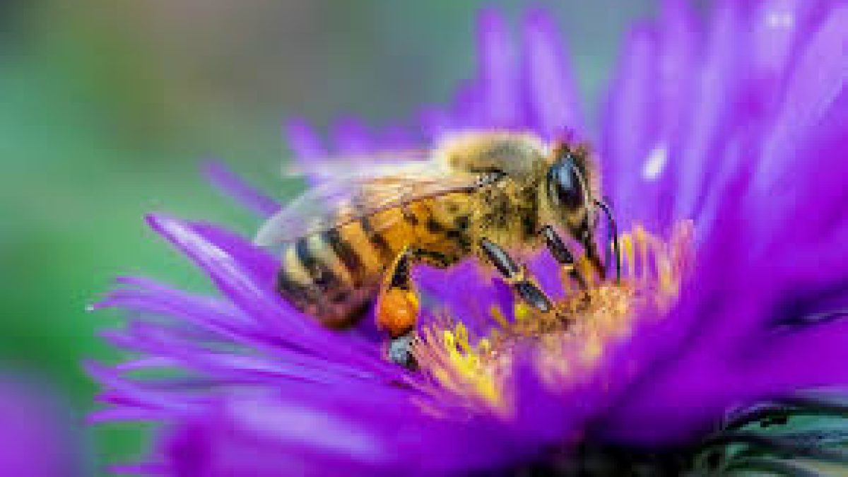 World Bee Day 2021