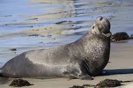 World's seal family