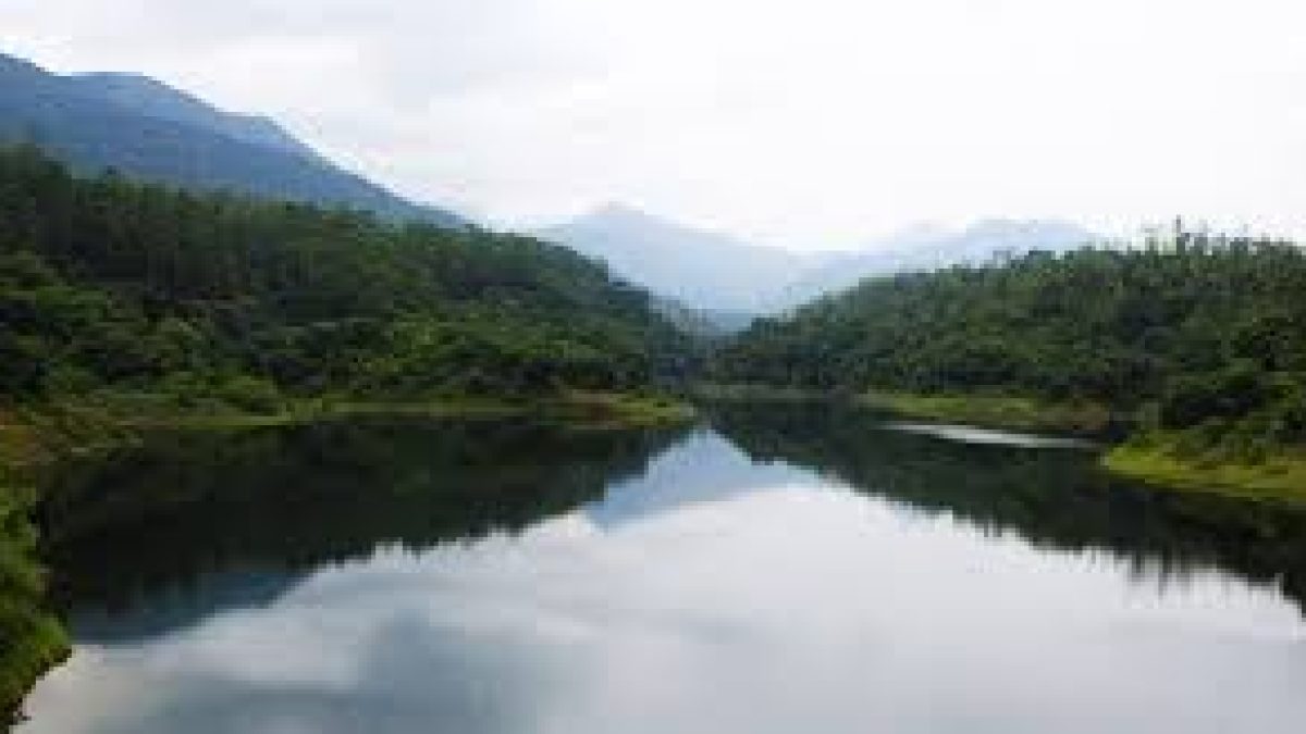 15-metre tree discovered in Andaman & Nicobar Islands