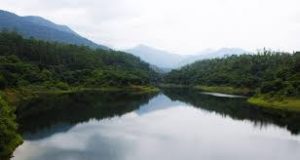 15-metre tree discovered in Andaman & Nicobar Islands