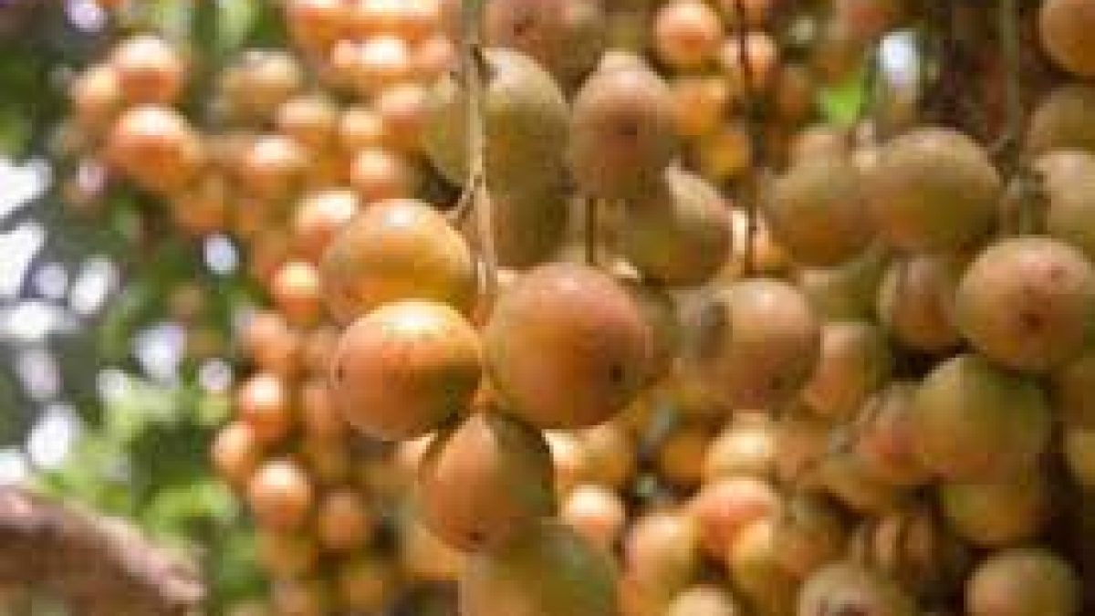 APEDA facilitated exports of Burmese grapes ‘Leteku’ to Dubai