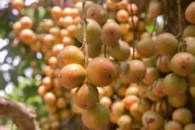APEDA facilitated exports of Burmese grapes ‘Leteku’ to Dubai