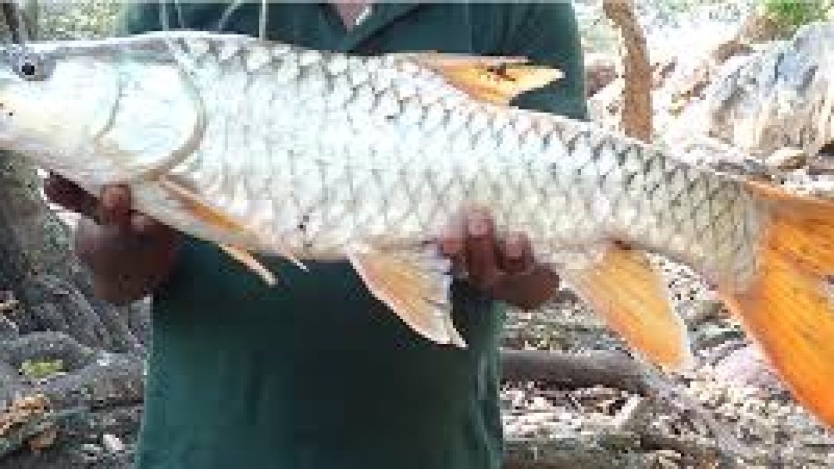 Blue-finned Mahseer out of IUCN red list