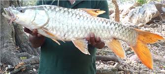 Blue-finned Mahseer out of IUCN red list