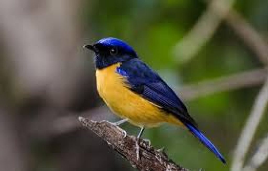 Declining forest bird species in Western Himalaya