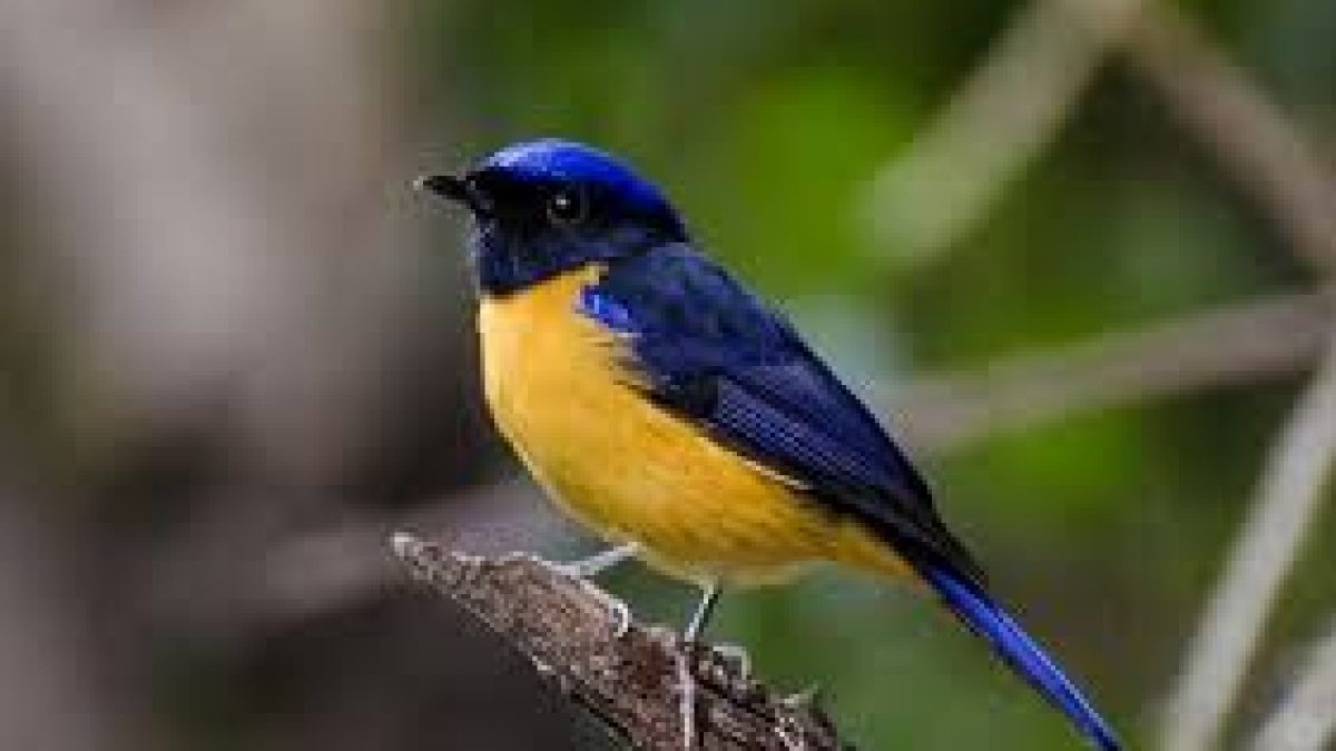 Declining forest bird species in Western Himalaya