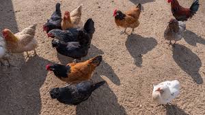 In China's Jiangsu province, the first human case of H1ON3 bird flu reported