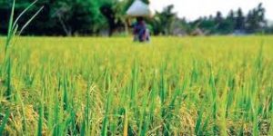 Increase in MSP for Kharif crops for marketing season 2020-21