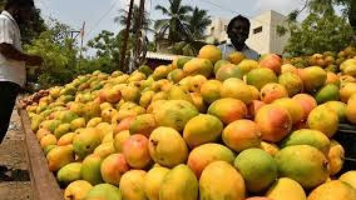 India commences export of 16 varieties of mangoes to Bahrain