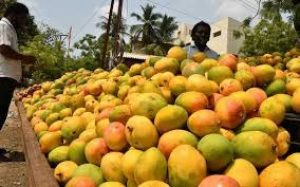 India commences export of 16 varieties of mangoes to Bahrain
