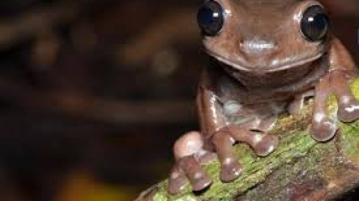 Litoria mira, the real life version of chocolate frog found