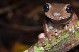 Litoria mira, the real life version of chocolate frog found