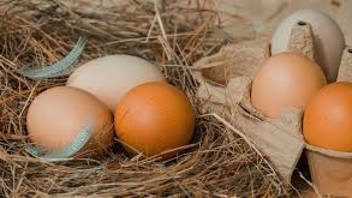 National Egg Day 2021