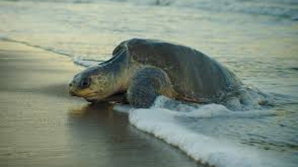 Operation Olivia to protect Olive Ridley turtles