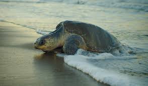 Operation Olivia to protect Olive Ridley turtles