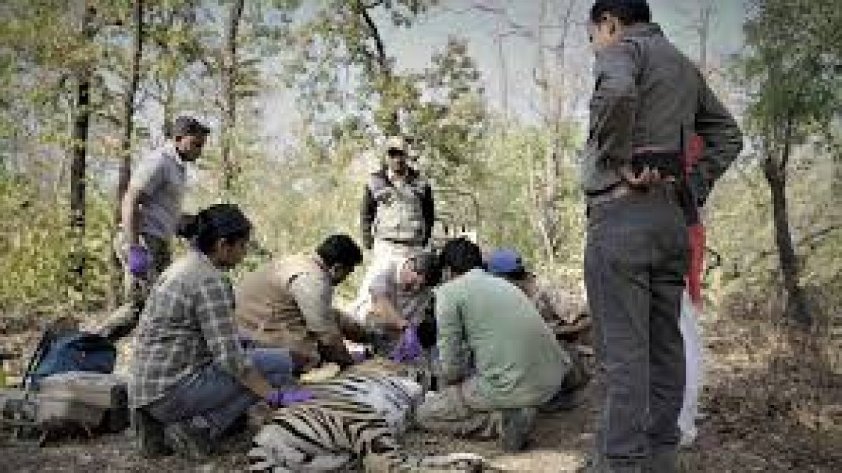 Radio Telemetry deployed to identify corridors used by tigers in the Vidarbha landscape