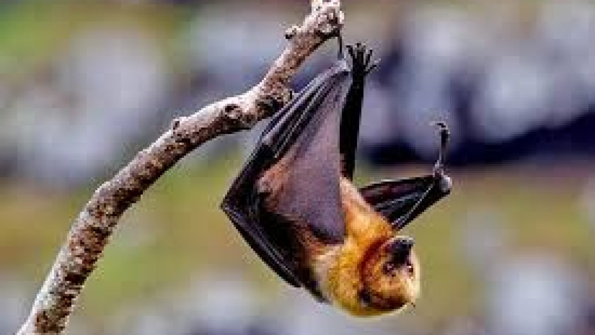 Researchers discovered antibodies of Nipah virus in bats