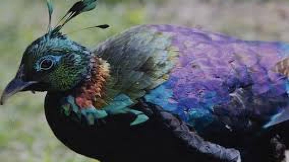 Two species of monals sighted together in Arunachal Pradesh