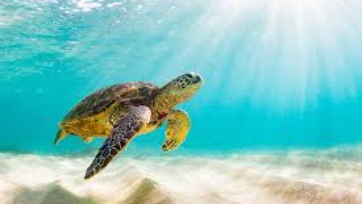 World Sea Turtle Day 2021
