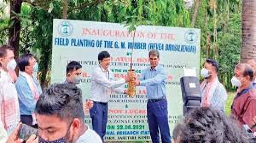World’s first genetically modified (GM) rubber plant has planted in Assam