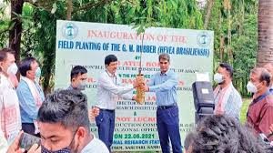 World’s first genetically modified (GM) rubber plant has planted in Assam